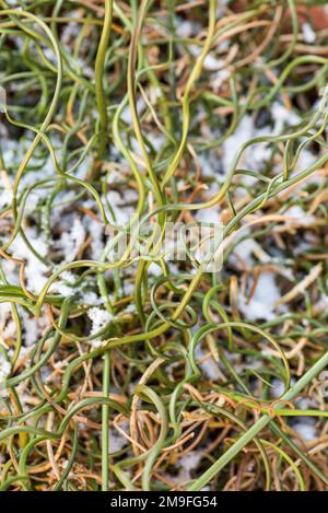 Juncus est un genre de plantes à fleurs monocotylédones, communément connu sous le nom de rushes, Banque D'Images