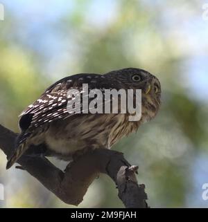 Un hibou pygmée du pacifique ou un hibou pygmée péruvien (Glaucidium peruanum) abrite dans un arbre lorsque le soleil se lève. Santa Eulalia, Lima, Pérou. Banque D'Images