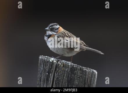 Un moineau à collier rufeux ou un moineau andin (Zonotrichia capensis) perche sur un poste de clôture dans les terres agricoles au-dessus de San Mateo. San Mateo, Lima, Pérou. Banque D'Images