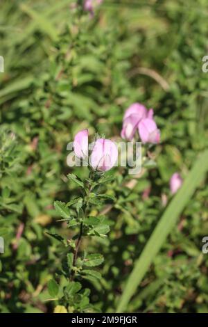 Fleurs roses de la flèche épineuse (nom latin : Ononis spinosa) au Monténégro Banque D'Images