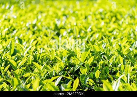 Plantation de thé à Gudallur, Tamilnadu Banque D'Images