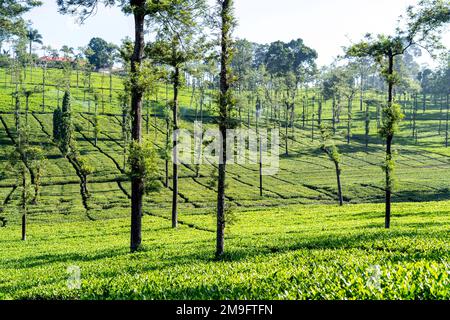 Plantation de thé à Gudallur, Tamilnadu Banque D'Images