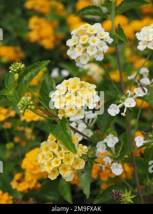 Gros plan de fleurs blanches et jaunes de Lantana camara à Dubrovnik, en Croatie, sur la côte Adriatique Banque D'Images