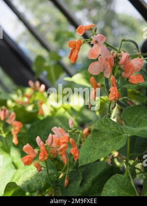 Gros plan des fleurs 'Aurora' de Phaseolus coccineus (haricot) dans une serre Banque D'Images