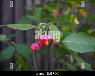 Gros plan du fruit de la myrtille Euonymus europaeus de couleur vive 'Red Cascade' Banque D'Images