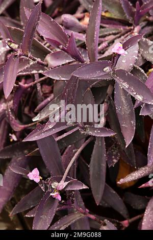 Quelques jolies feuilles pourpres de tradescantia pallida avec des gouttes de rosée et leurs petites fleurs roses Banque D'Images