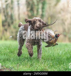 Italien Spinone récupération d'un faisan Banque D'Images