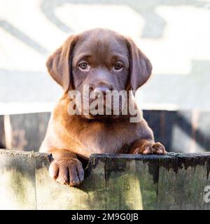 chocolat labrador, chiot Banque D'Images