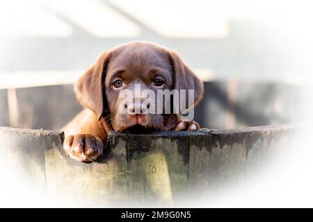 Chocolat labrador Puppy Banque D'Images