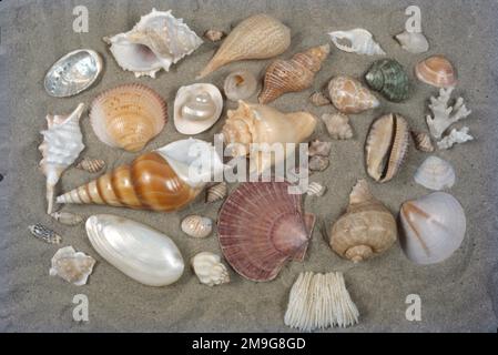 Un coquillage ou un coquillage de mer, également connu simplement sous le nom de coquillage, est une couche externe dure et protectrice habituellement créée par un animal ou un organisme qui vit dans la mer. Comme les mollusques vivent leur vie quotidienne dans la mer, ils prennent des sels et des produits chimiques de l'eau autour d'eux. Au fur et à mesure qu'ils traitent ces matériaux. La coquille elle-même est le squelette externe d'un mollusque à corps mou. Composé principalement de carbonate de calcium, la coquille est sécrétée par l'animal et assure la protection ainsi que le soutien de divers organes. Le tissu du manteau qui est situé sous et en contact avec la coquille sécrète les protéines et la coquille minérale Banque D'Images