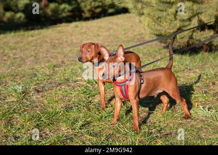 Deux chiots sur la rue sur l'herbe sur les laisses contre un fond de pin. Un chiot tsvergpinscher de quatre mois. Banque D'Images