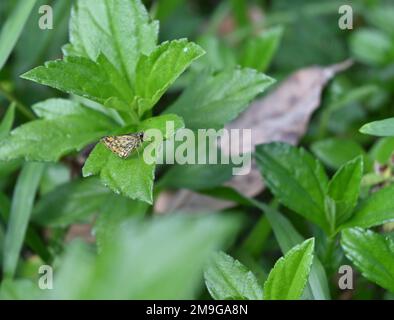 Gros plan d'un papillon à benne commune (Ampittia Dioscorides) avec des ailes pliées sur une feuille de Sphagneticola Trilobata Banque D'Images