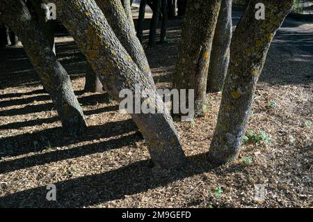 Troncs de chênes verts en Sicile, Etna Park, Italie Banque D'Images