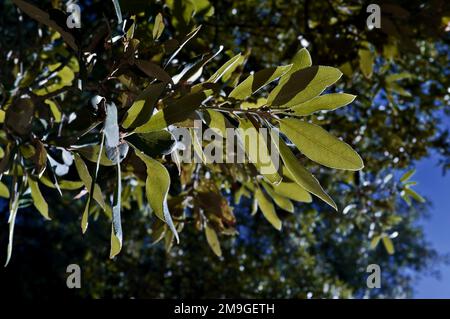 Feuilles de chênes verts en Sicile, Etna Park, Italie Banque D'Images