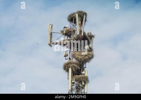 Les cigognes sont installées sur une tour d'antenne de télécommunication au Maroc Banque D'Images