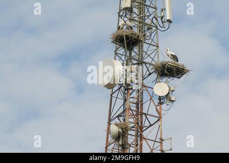 Les cigognes sont installées sur une tour d'antenne de télécommunication au Maroc Banque D'Images