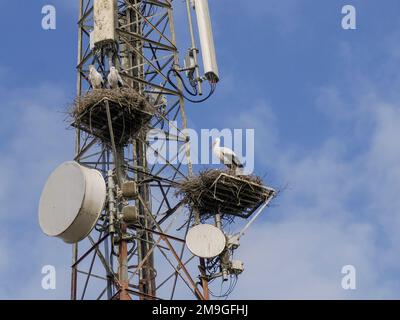 Les cigognes sont installées sur une tour d'antenne de télécommunication au Maroc Banque D'Images