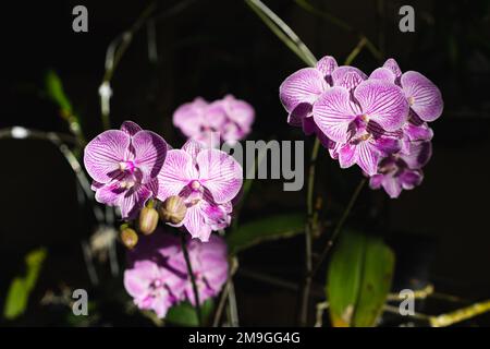 Le bulan d'Anggrek indonésien ou les fleurs et les fleurs bourgeonnent des fleurs d'orchidées pourpres (Phalaenopsis amabilis) foyer sélectif. Banque D'Images