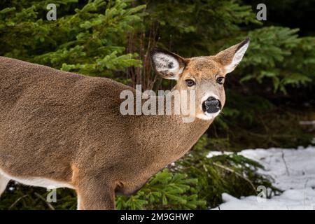 Cerf à queue blanche se tenant au bord de la forêt en hiver dans un parc national. Banque D'Images