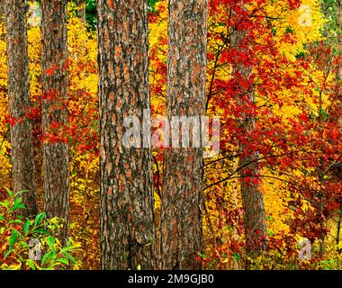 Forêt en automne avec du chêne rouge (Quercus rubra) et des pins blancs (Pinus strobes), Red Lake, Minnesota, États-Unis Banque D'Images