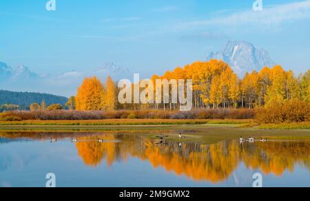 Bernaches du Canada (Branta canadensis) à Oxbow Bend de la rivière Snake en automne, parc national de Grand Teton, Wyoming, États-Unis Banque D'Images