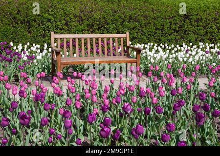 63821-21003 banc dans les tulipes (Tulipa 'Negrita' (violet), 'Inzell' (blanc), et 'Mdétresse' (Rose) à Cantigny Gardens, Wheaton, Illinois Banque D'Images