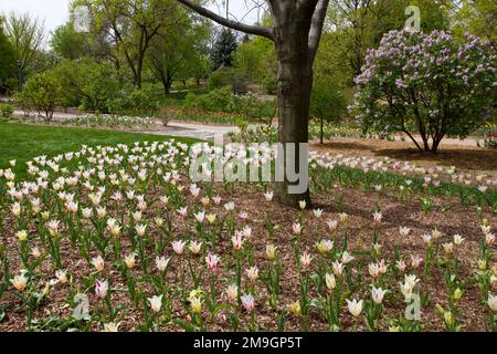 63821-21319 tulipes et lilas au printemps au parc Lilàcia, Lombard, il Banque D'Images