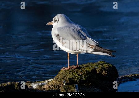 Un mouette à tête noire dans son premier hiver a encore des plumes marbrées dans son plumage. Il passera l'été indépendamment des colonies reproductrices. Banque D'Images