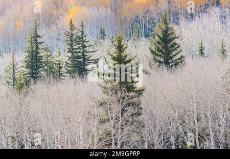 Forêt d'Aspen (Populus tremuloides) en automne, Boulder Mountain, Dixie National Forest, Utah, États-Unis Banque D'Images