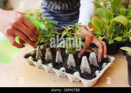 Les mains cultivées d'une jeune femme biraciale arroser de petites plantes tout en plantant dans la terre sur la table à la maison Banque D'Images