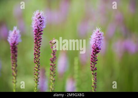 63899-05206 étoile de blasonnement des Prairies (Liatris pycnostachya) dans la prairie Marion Co. IL Banque D'Images