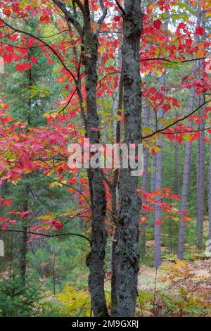 64776-01609 érable à l'automne, forêt nationale de Hiawatha, près de Munising, MI Banque D'Images