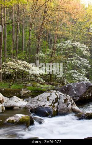 66745-04106 arbres de bois-de-chien au printemps le long de la petite rivière Middle Prong, région de Tremont, parc national des Great Smoky Mountains, TN Banque D'Images