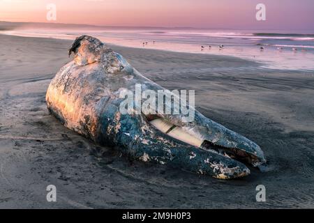 Baleine grise morte (Eschrichtius robustus) sur la plage au coucher du soleil, Baja California sur, Mexique Banque D'Images