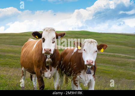 Deux vaches sur un pré dans les Dolomites du Tyrol du Sud en Italie Banque D'Images