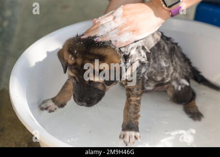 Main de groomer bain, douche, toilettage avec shampooing un mignon chiot brun dans le bassin Banque D'Images
