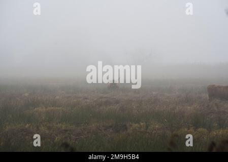 Vaches des Highlands qui broutage dans les champs dans le brouillard en automne. Banque D'Images