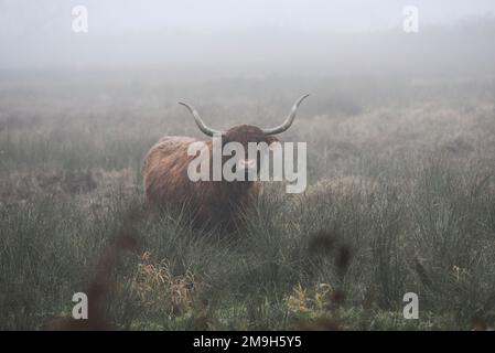 Vaches des Highlands qui broutage dans les champs dans le brouillard en automne. Banque D'Images