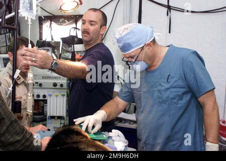 Le major (MAJ) Stacy Robinson, dentiste de l'escadron dentaire aéromédical 366th (ADS), effectue un canal racinaire sur Bono, un chien de travail militaire, tandis QUE LE MAJ Charles McDonald, infirmière du groupe médical 60th (MG), vérifie le débit IV, pendant l'opération ENDURING FREEDOM. Sujet opération/série: LIBERTÉ DURABLE pays: Scène inconnue Grand Commandement montré: CENTCOM Banque D'Images
