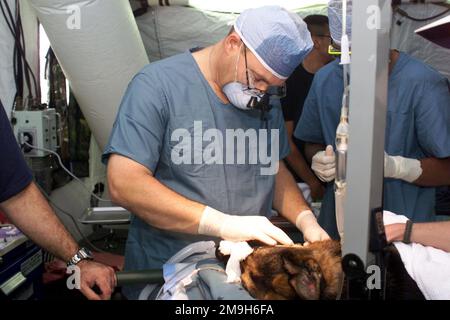 Le major (MAJ) Stacy Robinson, dentiste de l'escadron dentaire aéromédical 366th (ADS), effectue un canal racinaire sur Bono, un chien de travail militaire, tandis QUE LE MAJ Charles McDonald, infirmière du groupe médical 60th (MG), vérifie le débit IV, pendant l'opération ENDURING FREEDOM. Sujet opération/série: LIBERTÉ DURABLE pays: Scène inconnue Grand Commandement montré: CENTCOM Banque D'Images