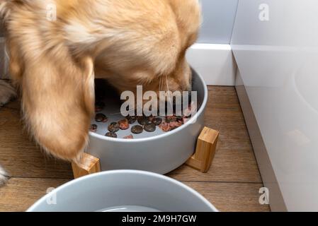 Un jeune retriever d'or se tient sur des panneaux de vinyle modernes dans le salon de la maison et mange la nourriture de chien d'un bol en céramique. Banque D'Images