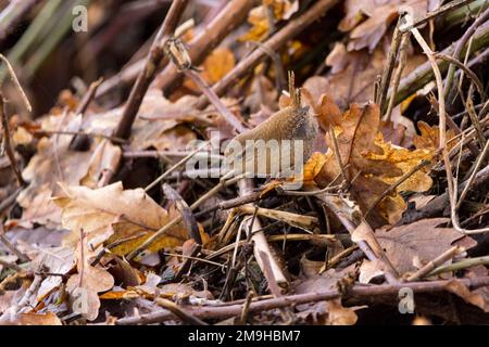 Wren troglodytes x2 petit oiseau brun saupoudreux avec queue de cochon bec fin à l'exception du plumage et de la ligne pâle au-dessus des yeux brun rougeâtre au-dessus de la buff en dessous Banque D'Images