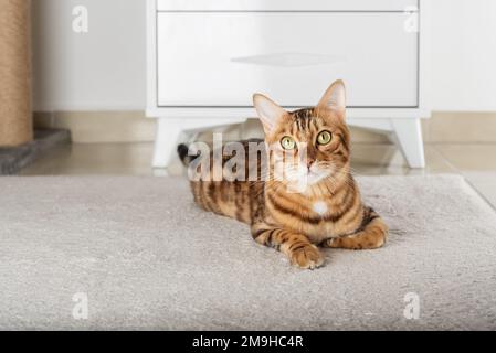 Le charmant chat rouge se trouve à l'étage de la chambre. Copier l'espace. Banque D'Images