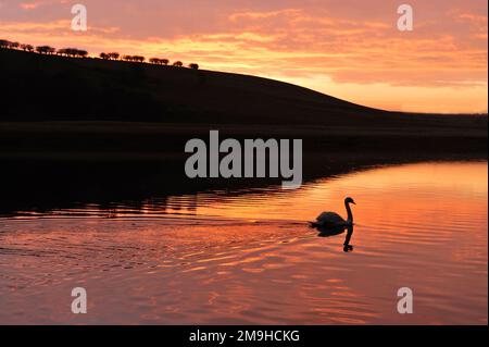 Mute Swan (Cygnus olor) silhoueted sur River Tweed au coucher du soleil, Berwickshire, Scottish Borders, Écosse, janvier 2009 Banque D'Images