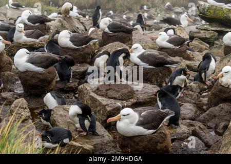 Albatros à sourcils noirs (Thalassarche melanophrys) incubant leur œuf dans la colonie de pingouins de Rockhopper et d'albatros à sourcils noirs de West point Isl Banque D'Images