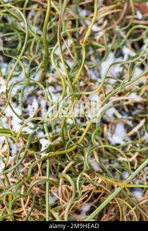 Juncus est un genre de plantes à fleurs monocotylédones, communément connu sous le nom de rushes, Banque D'Images