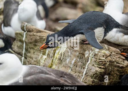 Un pingouin de Rockhopper (Eudyptes chrysocome) dans la colonie de pingouins de Rockhopper et d'albatros à sourcils noirs de West point Island, une île de l'Ouest Banque D'Images