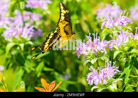 Queue de cygne géante (Papilio créphontes) sur bergamote sauvage (Monarda fistulosa), Marion County, Illinois, États-Unis Banque D'Images