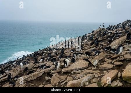 Vue sur la colonie de pingouins de Rockhopper (Eudyptes chrysocome) et de cerfs impériaux ou cormorans impériaux (Leucocarbo atriceps) sur l'île de Sounders, un islan Banque D'Images