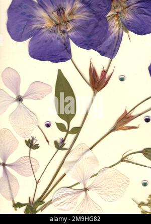 Fleurs et feuilles d'été pressées sur fond crème. Banque D'Images